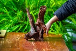 Driftwood For Moss Terrarium, Miniature, Micro Landscape, H8002 -Glass Plant Store IMG 9025 dc39513e 25ee 45e3 b3c0 dca42fc24c65