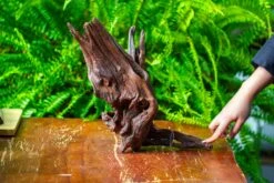 Driftwood For Moss Terrarium, Miniature, Micro Landscape, H8002 -Glass Plant Store IMG 9026