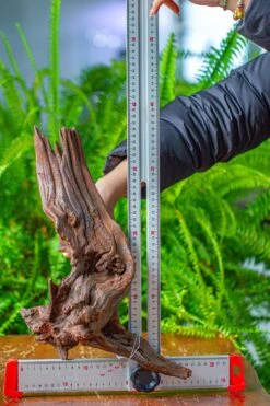 Driftwood For Moss Terrarium, Miniature, Micro Landscape, H8002 -Glass Plant Store IMG 9029