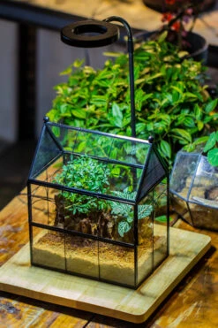 Handmade Terrarium With Light, House Shape Glass Geometric Terrarium With LED Light Set -Glass Plant Store IMG 9030 27517ae2 d85d 448e a9de 1698a2f6cf9d