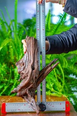 Driftwood For Moss Terrarium, Miniature, Micro Landscape, H8002 -Glass Plant Store IMG 9030 7626fdb7 75aa 4163 8aed b2dfe7531715