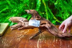 Driftwood For Moss Terrarium, Miniature, Micro Landscape, H8005 -Glass Plant Store IMG 9031