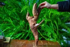 Driftwood For Moss Terrarium, Miniature, Micro Landscape, H8005 -Glass Plant Store IMG 9033 1e241688 a5e9 42f5 9754 471d13727901