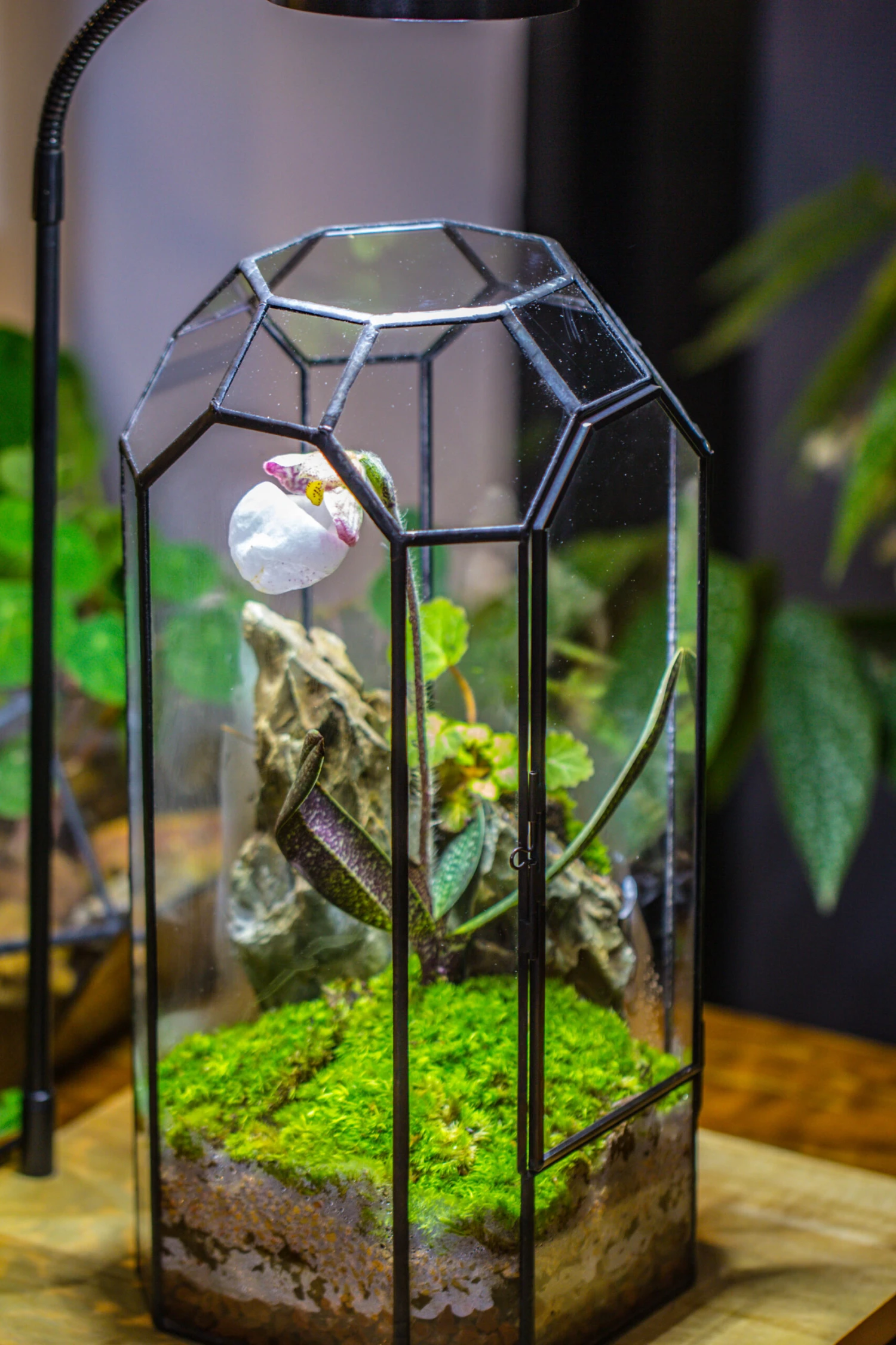 Vintage Tall Octagon Geometric Tin Glass Terrarium , 12.6" , Close, Suitable For Tall Plants, Orchid, Small Begonia Pitcher, Micro Landscape -with White Light Set 9 Vintage Tall Octagon Geometric Tin Glass Terrarium , 12.6" , Close, Suitable For Tall Plants, Orchid, Small Begonia Pitcher, Micro Landscape -with White Light Set - Image 9