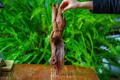 Driftwood For Moss Terrarium, Miniature, Micro Landscape, H8005 -Glass Plant Store IMG 9034 22df4bb4 7a9b 410c 9424 a2444c94ac18