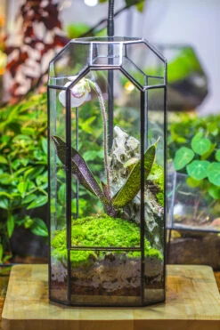 Vintage Tall Octagon Geometric Tin Glass Terrarium , 12.6" , Close, Suitable For Tall Plants, Orchid, Small Begonia Pitcher, Micro Landscape -with White Light Set 24 Vintage Tall Octagon Geometric Tin Glass Terrarium , 12.6" , Close, Suitable For Tall Plants, Orchid, Small Begonia Pitcher, Micro Landscape -with White Light Set -Glass Plant Store IMG 9037