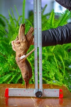 Driftwood For Moss Terrarium, Miniature, Micro Landscape, H8005 -Glass Plant Store IMG 9037 798b9e7e 47ac 4398 8690 c590c098f943