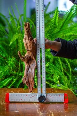 Driftwood For Moss Terrarium, Miniature, Micro Landscape, H8005 -Glass Plant Store IMG 9038