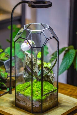 Vintage Tall Octagon Geometric Tin Glass Terrarium , 12.6" , Close, Suitable For Tall Plants, Orchid, Small Begonia Pitcher, Micro Landscape -with White Light Set 26 Vintage Tall Octagon Geometric Tin Glass Terrarium , 12.6" , Close, Suitable For Tall Plants, Orchid, Small Begonia Pitcher, Micro Landscape -with White Light Set -Glass Plant Store IMG 9041