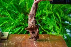 Driftwood For Moss Terrarium, Miniature, Micro Landscape, H8006 -Glass Plant Store IMG 9041 54840477 73aa 4ccb 81e8 3cef16a376bb