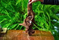 Driftwood For Moss Terrarium, Miniature, Micro Landscape, H8006 -Glass Plant Store IMG 9042