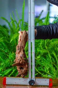 Driftwood For Moss Terrarium, Miniature, Micro Landscape, H8006 -Glass Plant Store IMG 9044 d12844f7 5f48 43ee 8e6d 0313ae811d73