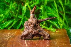 Driftwood For Moss Terrarium, Miniature, Micro Landscape, H8003 -Glass Plant Store IMG 9067 bd787b21 1d19 4fbb 862e 7e5ea80e89ca