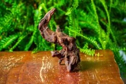 Driftwood For Moss Terrarium, Miniature, Micro Landscape, H8003 -Glass Plant Store IMG 9068 f6b0e44f 3f8c 4263 b881 dffda0935b7c