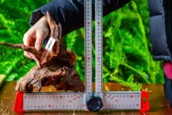 Driftwood For Moss Terrarium, Miniature, Micro Landscape, H8003 -Glass Plant Store IMG 9069 c3f9eeaf 6804 4728 ba33 16e0f007013a