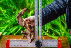 Driftwood For Moss Terrarium, Miniature, Micro Landscape, H8003 -Glass Plant Store IMG 9070