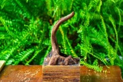 Driftwood For Moss Terrarium, Miniature, Micro Landscape,TS001 -Glass Plant Store IMG 9075 988851a6 769d 495c a285 2ba18506a0dc