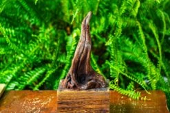 Driftwood For Moss Terrarium, Miniature, Micro Landscape,TS001 -Glass Plant Store IMG 9076 745dbfdb 02e1 4e8c 9535 ec41d3912dac