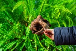 Driftwood For Moss Terrarium, Miniature, Micro Landscape,TS001 -Glass Plant Store IMG 9077 256c967e 867d 4b3f 87c5 8a101d690a6a