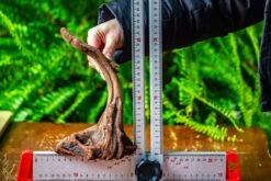 Driftwood For Moss Terrarium, Miniature, Micro Landscape,TS001 -Glass Plant Store IMG 9078