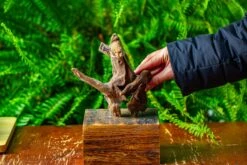 Driftwood For Moss Terrarium, Miniature, Micro Landscape,TS010 -Glass Plant Store IMG 9093 1fbf5b55 97a0 46d8 a886 225164453359