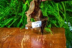 Driftwood For Moss Terrarium, Miniature, Micro Landscape,TS011 -Glass Plant Store IMG 9096 263d59fb d514 45b3 a026 b90f356d36b9