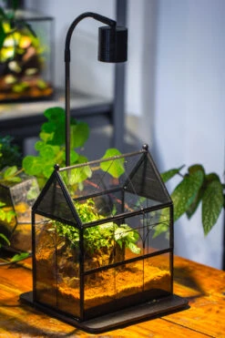 Handmade Terrarium With Light, House Shape Glass Geometric Terrarium With LED Light Set -Glass Plant Store IMG 9097 035a1f78 a7f3 4317 93b3 5e832b1bddb9