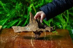 Driftwood For Moss Terrarium, Miniature, Micro Landscape,TS011 -Glass Plant Store IMG 9097 d2c50e4e 9754 4690 a870 83f557df49a2