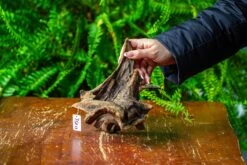 Driftwood For Moss Terrarium, Miniature, Micro Landscape,TS011 -Glass Plant Store IMG 9098