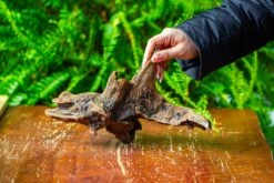 Driftwood For Moss Terrarium, Miniature, Micro Landscape,TS011 -Glass Plant Store IMG 9099 d4c1693c 0199 4701 8384 b94f8277bac9