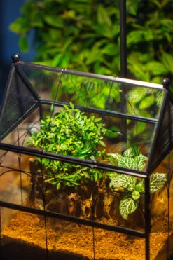 Handmade Terrarium With Light, House Shape Glass Geometric Terrarium With LED Light Set -Glass Plant Store IMG 9101