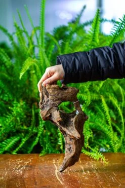 Driftwood For Moss Terrarium, Miniature, Micro Landscape,TS011 -Glass Plant Store IMG 9101 46660ff0 6779 4116 9f05 d759b8d00942