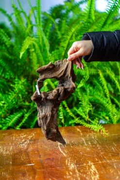 Driftwood For Moss Terrarium, Miniature, Micro Landscape,TS011 -Glass Plant Store IMG 9102 a9f8f158 ffe3 4daf ab19 f88fb70f7c78