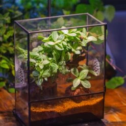Close Geometric Glass Tin Terrarium With 3 Vents , 8x10" With Side Door, For Insects, Snail , Spider, Micro Landscape -with Warm Light Set