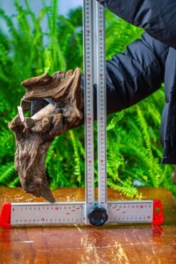 Driftwood For Moss Terrarium, Miniature, Micro Landscape,TS011 -Glass Plant Store IMG 9105 81de32ea 1e0b 4e34 9b75 7b18cac2b6ea