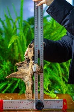 Driftwood For Moss Terrarium, Miniature, Micro Landscape,TS011 -Glass Plant Store IMG 9106