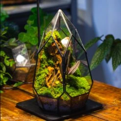Cliff Terrarium Building DIY Set: Live Moss Cliff TearDrop Close Terrarium With Matching LED Grow Light And Base