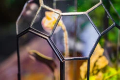 Vintage Tall Octagon Geometric Tin Glass Terrarium , 12.6" , Close, Suitable For Tall Plants, Orchid, Small Begonia Pitcher, Micro Landscape -with Warm Light Set 32 Vintage Tall Octagon Geometric Tin Glass Terrarium , 12.6" , Close, Suitable For Tall Plants, Orchid, Small Begonia Pitcher, Micro Landscape -with Warm Light Set -Glass Plant Store IMG 9141