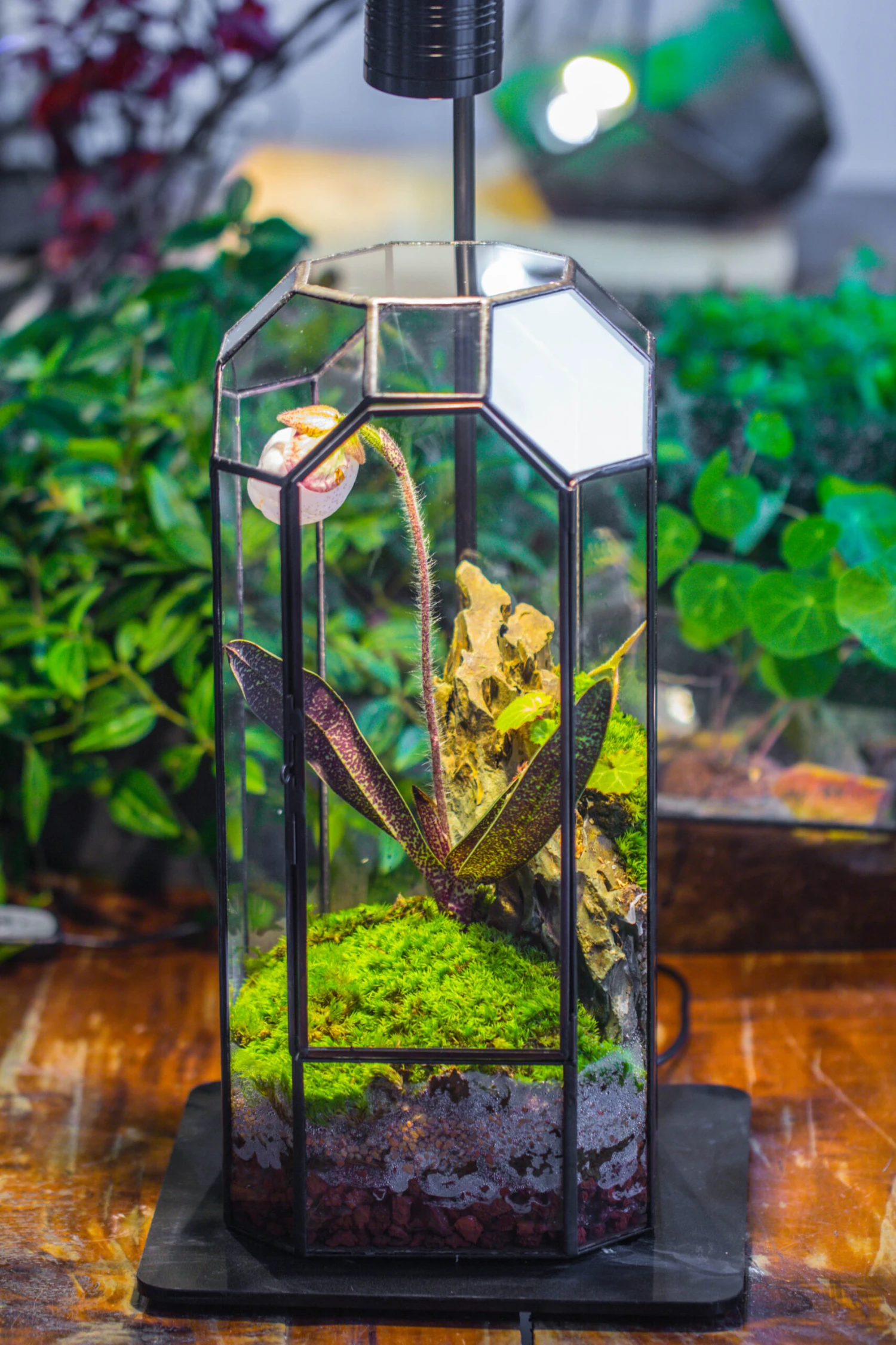 Vintage Tall Octagon Geometric Tin Glass Terrarium , 12.6" , Close, Suitable For Tall Plants, Orchid, Small Begonia Pitcher, Micro Landscape -with Warm Light Set 9 Vintage Tall Octagon Geometric Tin Glass Terrarium , 12.6" , Close, Suitable For Tall Plants, Orchid, Small Begonia Pitcher, Micro Landscape -with Warm Light Set - Image 9