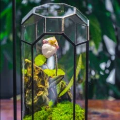 Vintage Tall Octagon Geometric Tin Glass Terrarium , 12.6" , Close, Suitable For Tall Plants, Orchid, Small Begonia Pitcher, Micro Landscape -with Warm Light Set 24 Vintage Tall Octagon Geometric Tin Glass Terrarium , 12.6" , Close, Suitable For Tall Plants, Orchid, Small Begonia Pitcher, Micro Landscape -with Warm Light Set -Glass Plant Store IMG 9148