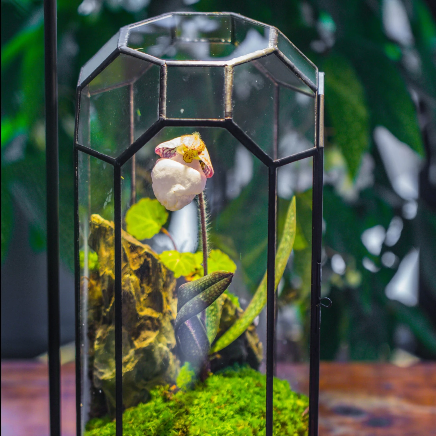 Vintage Tall Octagon Geometric Tin Glass Terrarium , 12.6" , Close, Suitable For Tall Plants, Orchid, Small Begonia Pitcher, Micro Landscape -with Warm Light Set 5 Vintage Tall Octagon Geometric Tin Glass Terrarium , 12.6" , Close, Suitable For Tall Plants, Orchid, Small Begonia Pitcher, Micro Landscape -with Warm Light Set - Image 5