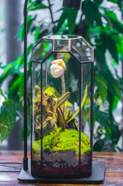 Vintage Tall Octagon Geometric Tin Glass Terrarium , 12.6" , Close, Suitable For Tall Plants, Orchid, Small Begonia Pitcher, Micro Landscape -with Warm Light Set 26 Vintage Tall Octagon Geometric Tin Glass Terrarium , 12.6" , Close, Suitable For Tall Plants, Orchid, Small Begonia Pitcher, Micro Landscape -with Warm Light Set -Glass Plant Store IMG 9149 4b4f380f 77e8 46d0 b7bf c6bc85380ec0