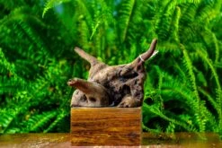 Driftwood For Moss Terrarium, Miniature, Micro Landscape,TS004 -Glass Plant Store IMG 9157 ddaa3ca6 753b 4bd5 829e 8c9063da4a67