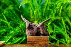 Driftwood For Moss Terrarium, Miniature, Micro Landscape,TS004 -Glass Plant Store IMG 9159 a552cc57 dbea 4bf8 b8ef bc857d09d405