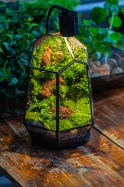 5W Warm White Black LED Grow Light Adjustable With Black Matte Stand, Or Terrarium, Moss, Shade Plants, Multi Size Available Customizable -34cm / 13.4 -Glass Plant Store IMG 9164