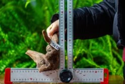 Driftwood For Moss Terrarium, Miniature, Micro Landscape,TS004 -Glass Plant Store IMG 9164 ce39b449 1a00 421b b9d1 c1f43d831e0d