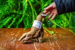 Driftwood For Moss Terrarium, Miniature, Micro Landscape,TS007 -Glass Plant Store IMG 9165 a76d447f aed4 4e32 aa9b 9533020da875