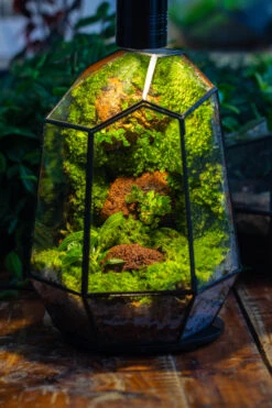 5W Warm White Black LED Grow Light Adjustable With Black Matte Stand, Or Terrarium, Moss, Shade Plants, Multi Size Available Customizable -34cm / 13.4 -Glass Plant Store IMG 9169