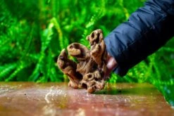 Driftwood For Moss Terrarium, Miniature, Micro Landscape,TS007 -Glass Plant Store IMG 9170 643450b7 0812 4d4a a4ea 937d06806cc0