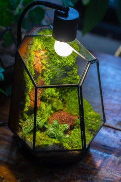5W Warm White Black LED Grow Light Adjustable With Black Matte Stand, Or Terrarium, Moss, Shade Plants, Multi Size Available Customizable - 29cm / 11.4" -Glass Plant Store IMG 9173
